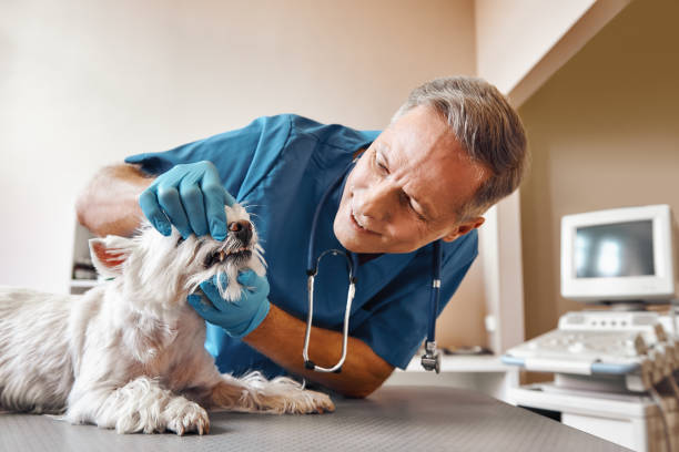 Best Emergency Dentist for Knocked-Out Tooth in Hedwig Village, TX